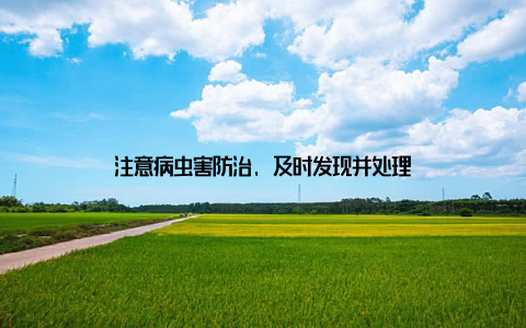 注意病虫害防治, 及时发现并处理