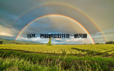 当然, 养棕树盆栽并非一帆风顺