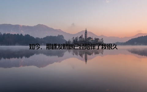 如今, 那棵发财树已经陪伴了我很久