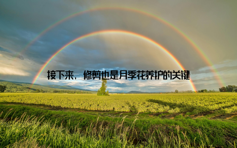 接下来, 修剪也是月季花养护的关键
