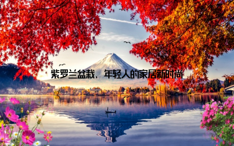 紫罗兰盆栽, 年轻人的家居新时尚