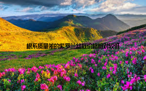 根系质量差的紫罗兰盆栽价格相对较低