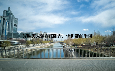 光照美人蕉喜欢阳光, 但也能耐半阴