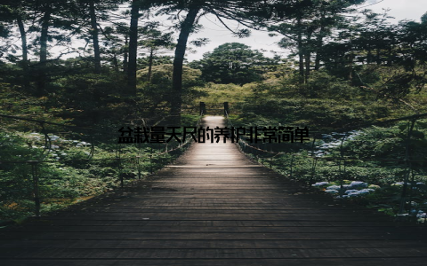 盆栽量天尺的养护非常简单