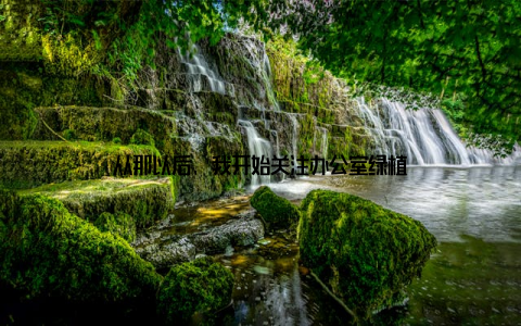 从那以后, 我开始关注办公室绿植