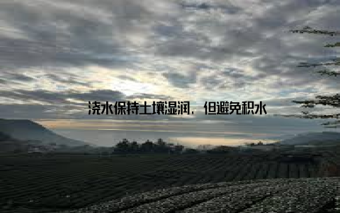 – 浇水保持土壤湿润, 但避免积水