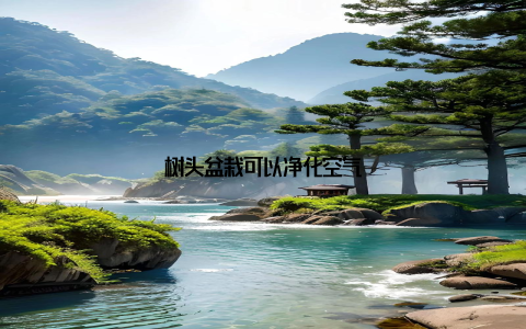 树头盆栽可以净化空气