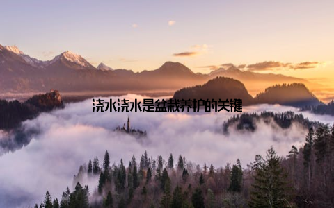 浇水浇水是盆栽养护的关键
