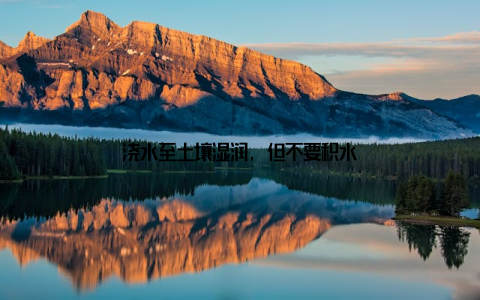 浇水至土壤湿润, 但不要积水