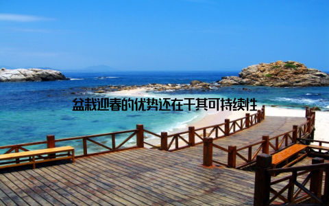 盆栽迎春的优势还在于其可持续性