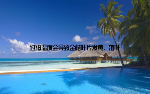 过低温度会导致金桔叶片发黄、落叶