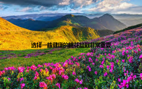 选择一株健康的桃花盆栽非常重要