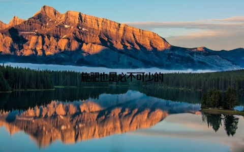 施肥也是必不可少的