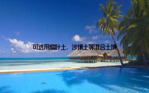 可选用腐叶土、沙壤土等混合土壤