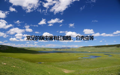 常见的病虫害有红蜘蛛、介壳虫等