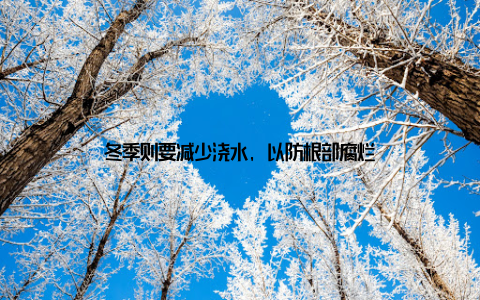 冬季则要减少浇水, 以防根部腐烂