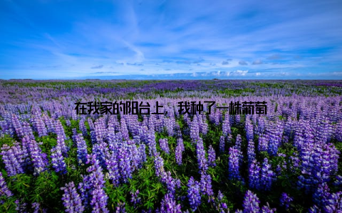 在我家的阳台上, 我种了一株葡萄