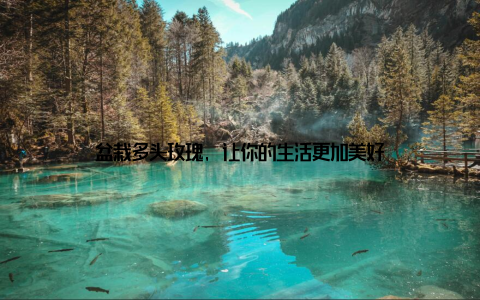 盆栽多头玫瑰, 让你的生活更加美好