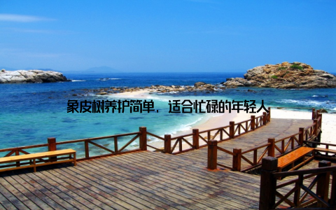 象皮树养护简单, 适合忙碌的年轻人