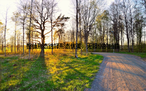 整体形态选择形态优美、无损伤的植株