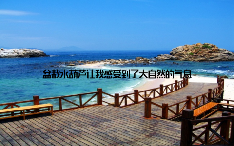 盆栽水葫芦让我感受到了大自然的气息