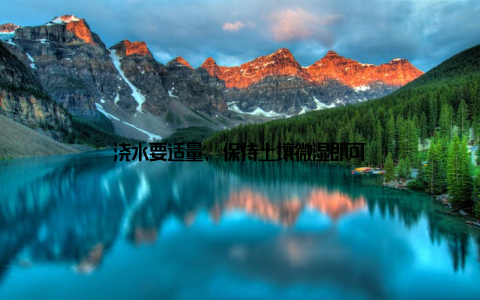 浇水要适量, 保持土壤微湿即可