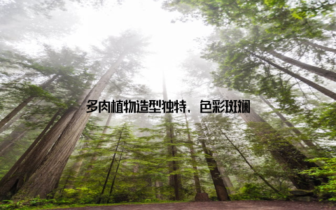 多肉植物造型独特, 色彩斑斓