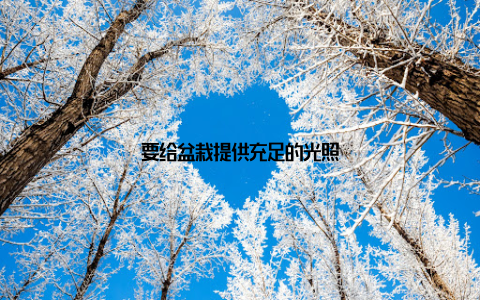 要给盆栽提供充足的光照