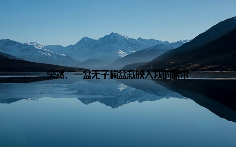 突然, 一盆无子梅盆栽映入我的眼帘