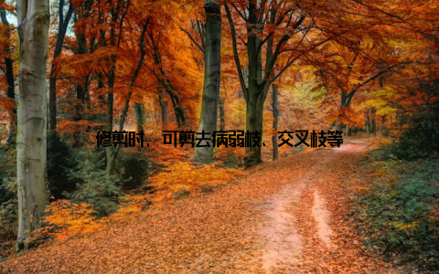 修剪时, 可剪去病弱枝、交叉枝等