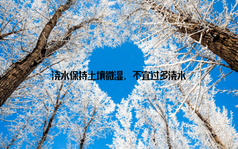 浇水保持土壤微湿, 不宜过多浇水