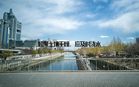 如果土壤干燥, 应及时浇水