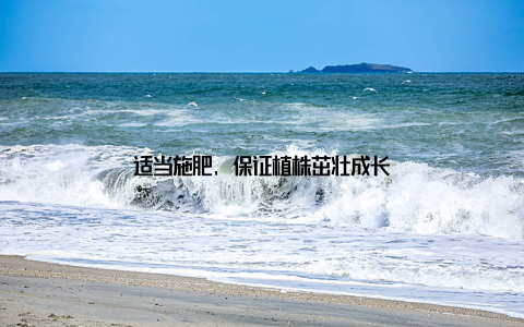 适当施肥, 保证植株茁壮成长