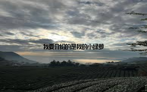 我要介绍的是我的小绿萝