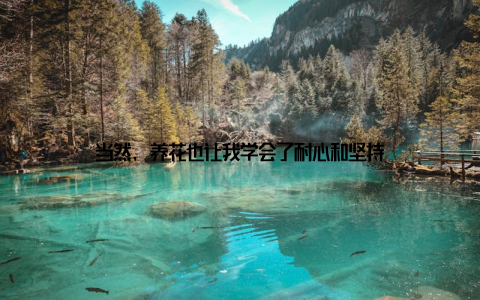 当然, 养花也让我学会了耐心和坚持