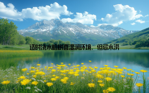 适时浇水榕树喜湿润环境, 但忌水涝