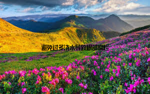 避免过多浇水导致根部腐烂