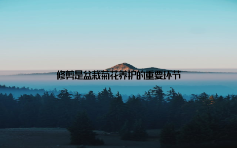 修剪是盆栽菊花养护的重要环节