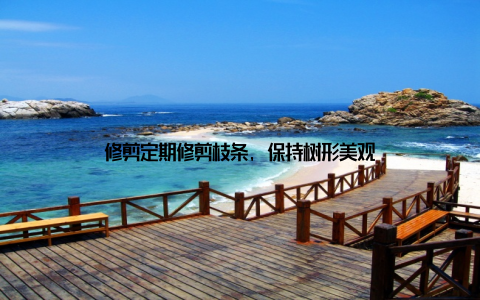 修剪定期修剪枝条, 保持树形美观