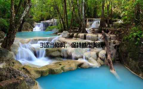 3适当修剪, 保持株型美观