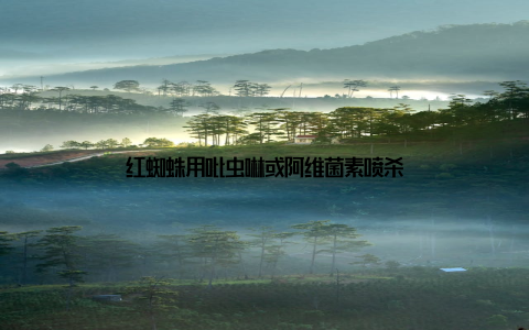 红蜘蛛用吡虫啉或阿维菌素喷杀