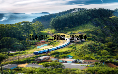 浇水保持土壤微湿, 避免积水