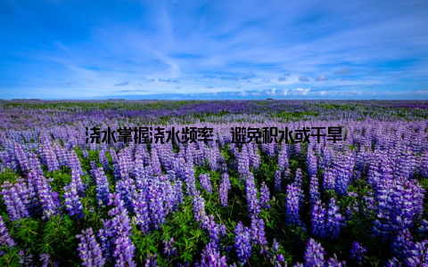 浇水掌握浇水频率, 避免积水或干旱