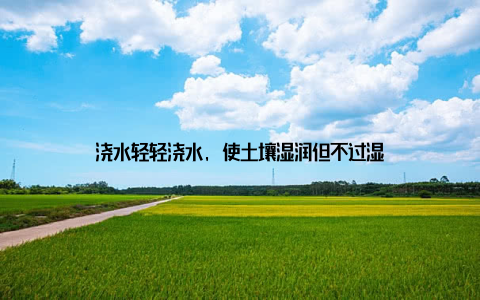 浇水轻轻浇水, 使土壤湿润但不过湿