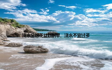 浇水金银花盆栽耐旱, 浇水不宜过多