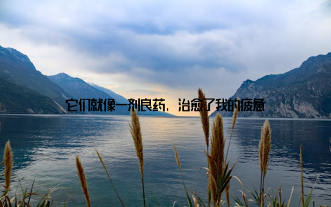 它们就像一剂良药, 治愈了我的疲惫