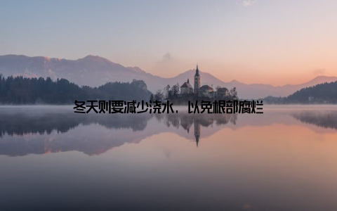 冬天则要减少浇水, 以免根部腐烂