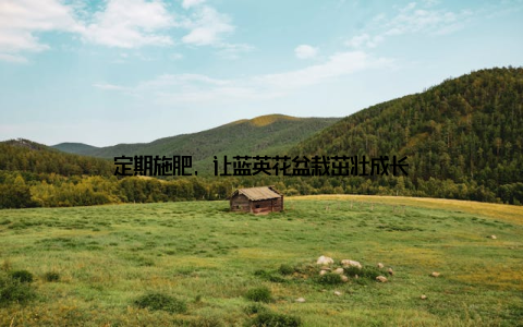 定期施肥, 让蓝英花盆栽茁壮成长