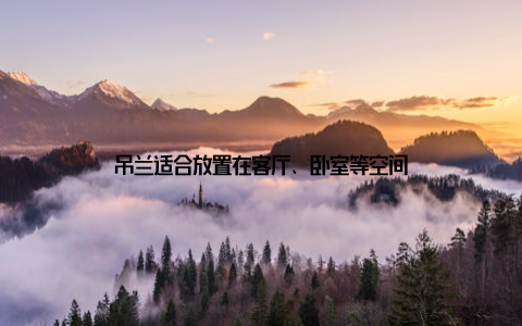 吊兰适合放置在客厅、卧室等空间