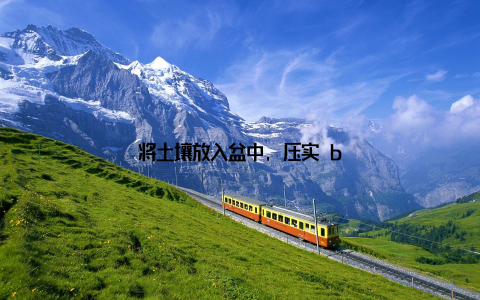 将土壤放入盆中, 压实 b